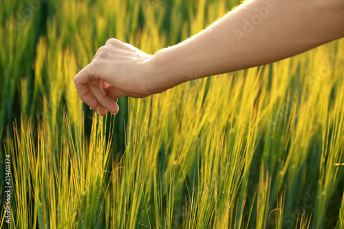 Woman touching wheat spikelets in green field © Pixel-Shot