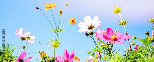 Blumenwiese - Sommerblumen ...