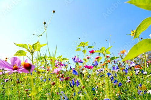 Blumenwiese - Sommerblumen ...