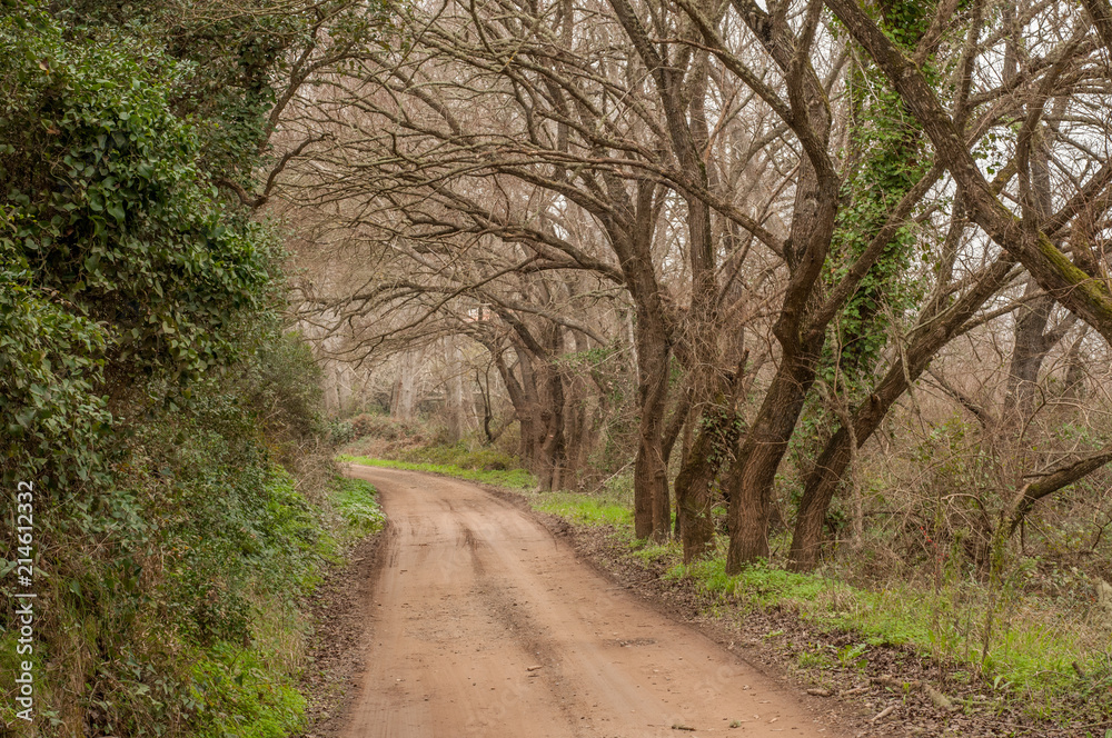 The road under the tunnel of trees 1 The road under the tunnel of trees 1