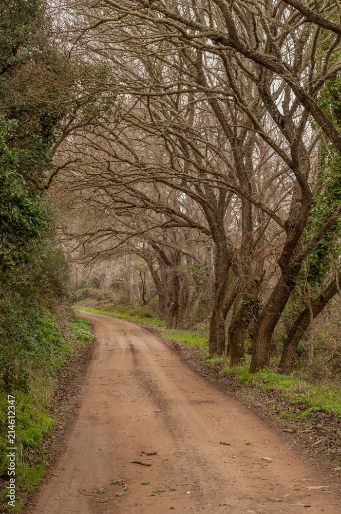 The road under the tunnel of trees The road under the tunnel of trees
