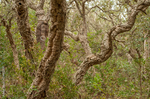 Old dry cork trees in the forest, Portugal