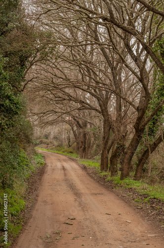 The road under the tunnel of trees