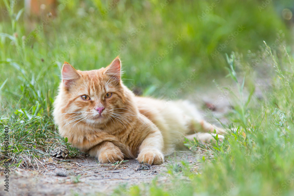 Orange red cat portrait outdoors in green grass