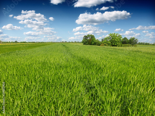 green wheat field