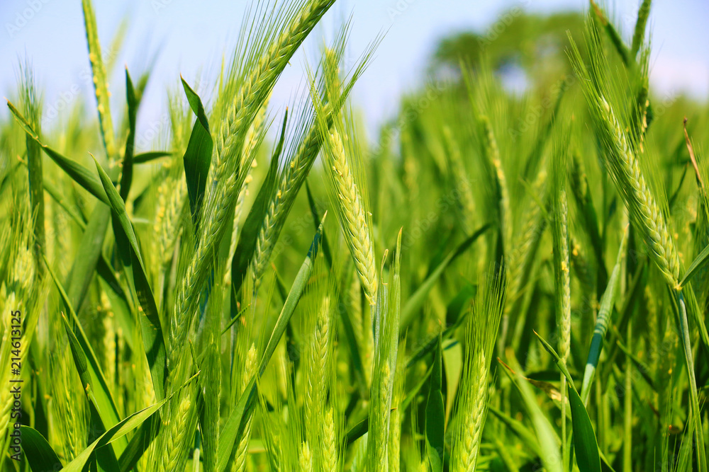 Fototapeta premium green wheat field
