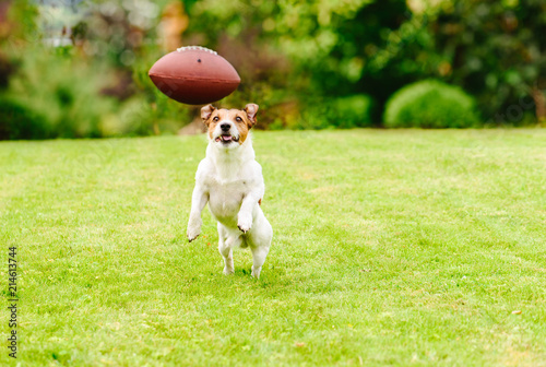 Fototapeta Naklejka Na Ścianę i Meble -  Funny dog playing with american football ball at backyard lawn