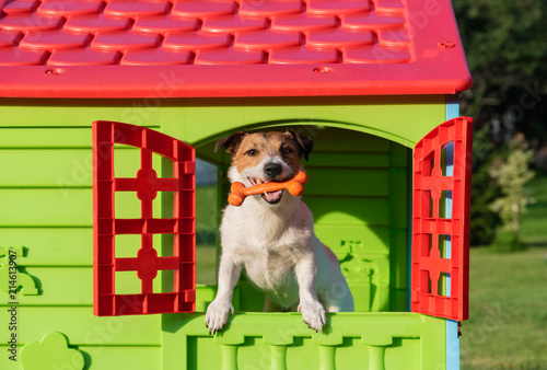 Fototapeta Naklejka Na Ścianę i Meble -  Happy dog in doghouse holding toy bone in mouth