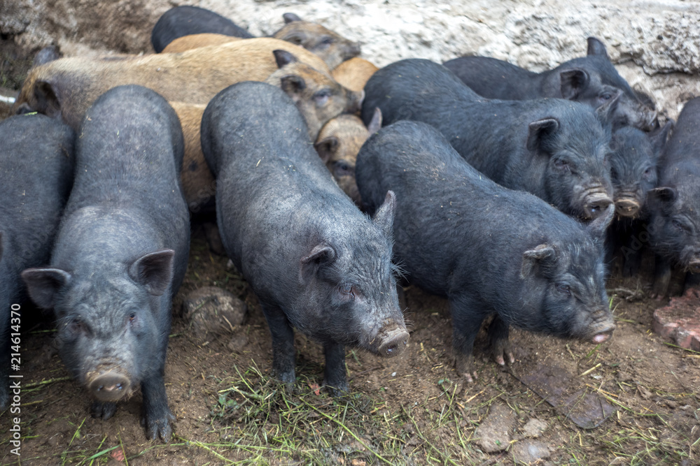 Small Vietnamese pigs on the farm Small Vietnamese pigs on the farm