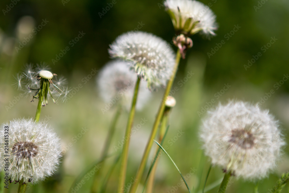 Fluffy dandelion flowers, close up