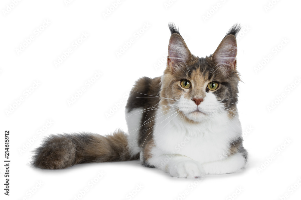Obraz premium Pretty calico Maine Coon girl laying down with tail beside body and looking straight at lens isolated on white background