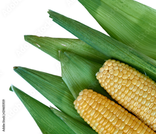 Ears of corn lying on the background of corn leaves