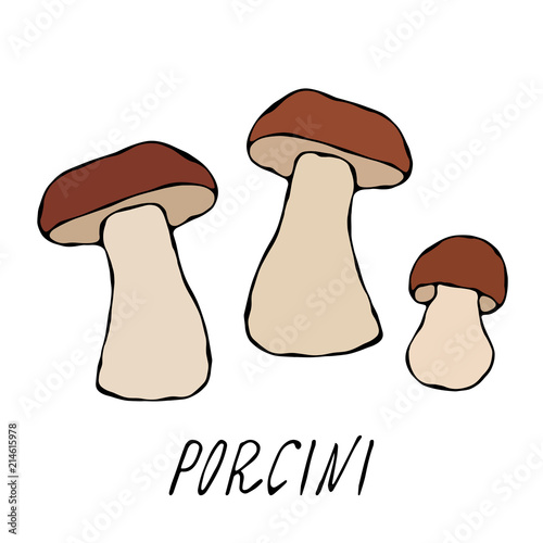 Porcini mushrooms or Boletus Edulis, Penny Bun, Cep, Porcino. Autumn or Fall Harvest Collection. Realistic Hand Drawn High Quality Vector Illustration. Doodle Style. photo