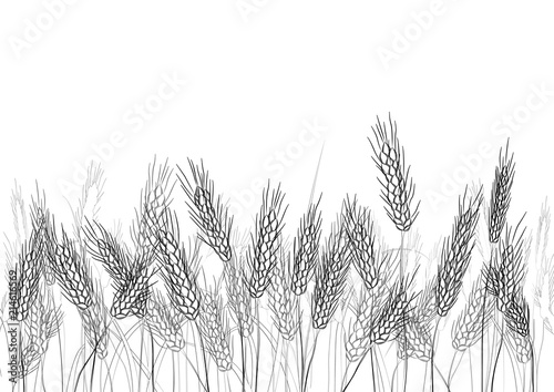 Wheat field background. Black hand drawn silhouettes isolated on white. Spikelets of golden wheat, rye, barley. Vector. Elegant rustic pattern