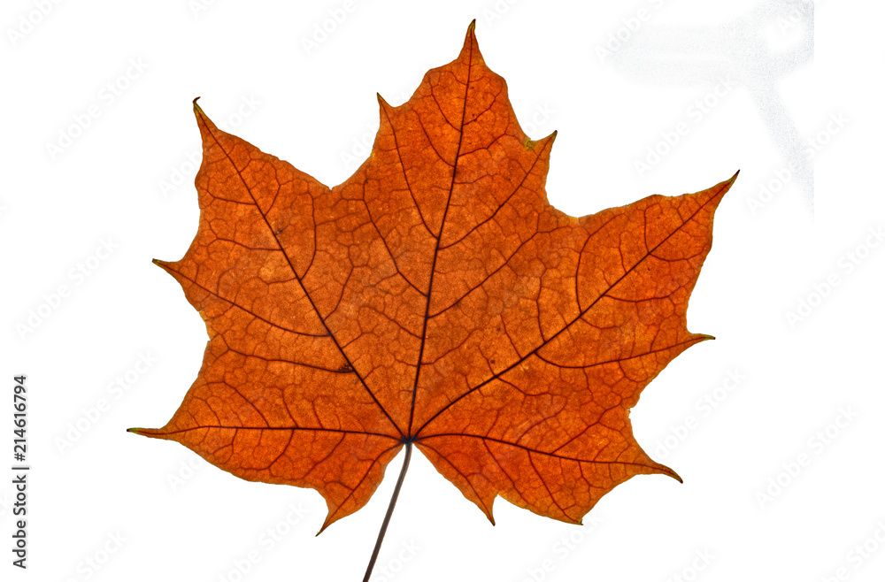 Obraz premium autumn maple leaf on white background, close-up, leaves texture, beautiful nature, red autumnal background