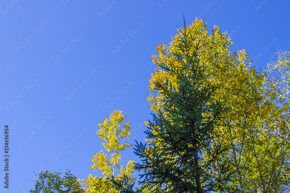Yellow autumn Birch and spruce green against the blue autumn sky. Change the seasons in nature. Yellow autumn Birch and spruce green against the blue autumn sky. Change the seasons in nature.