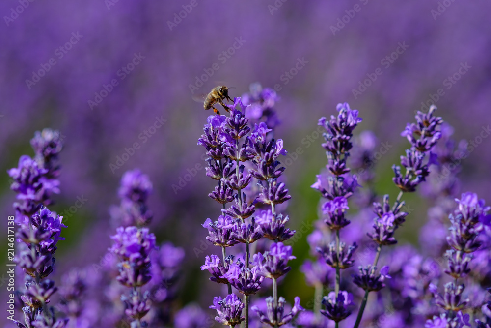 Obraz premium Fleurs de lavande macro, une abeille sur les fleurs.