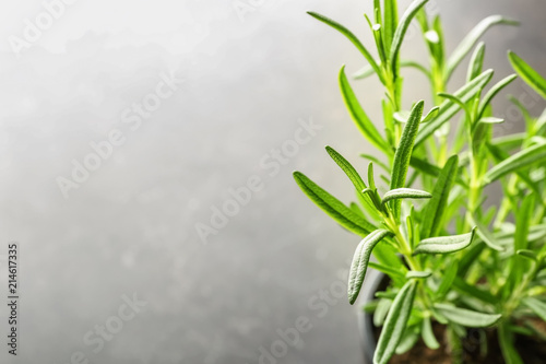 Pot with fresh rosemary on light background