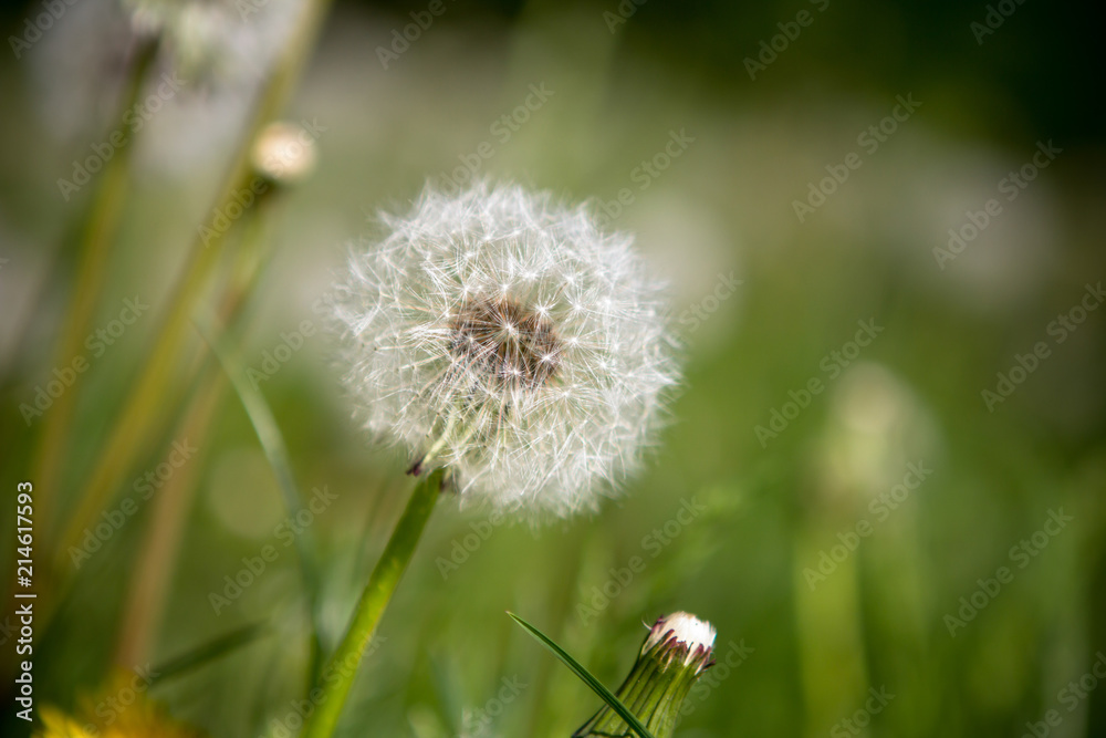 Fototapeta premium Fluffy dandelion flowers, close up