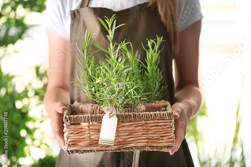 Woman holding basket with fresh rosemary on blurred background