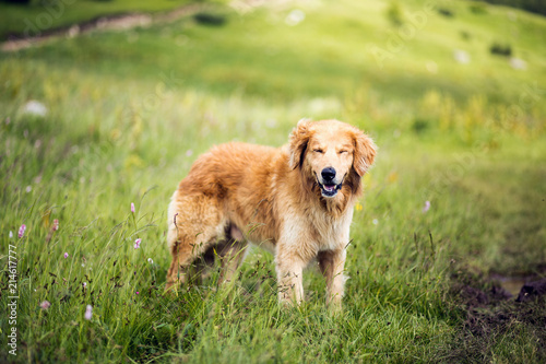 Portrait of yellow dog in a meadow