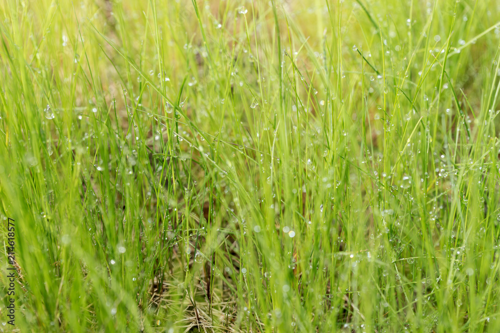 Obraz premium Grass with with rain drops. Blurred Grass Background With Water Drops closeup