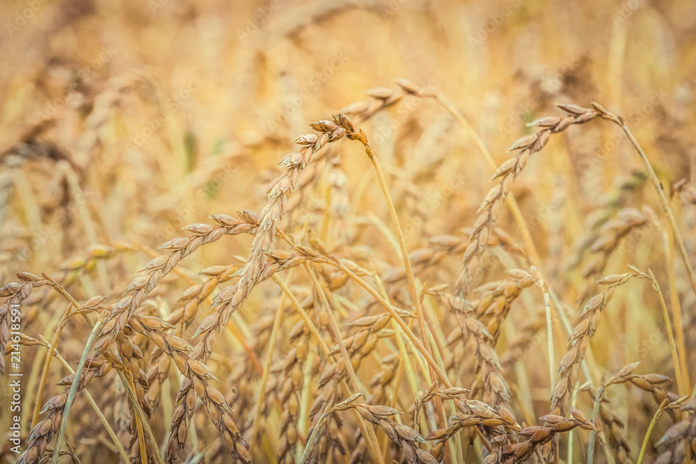 Obraz premium Detailed close-up photo of a golden grain field on a sunny summer day