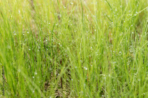 Grass with with rain drops. Blurred Grass Background With Water Drops closeup
