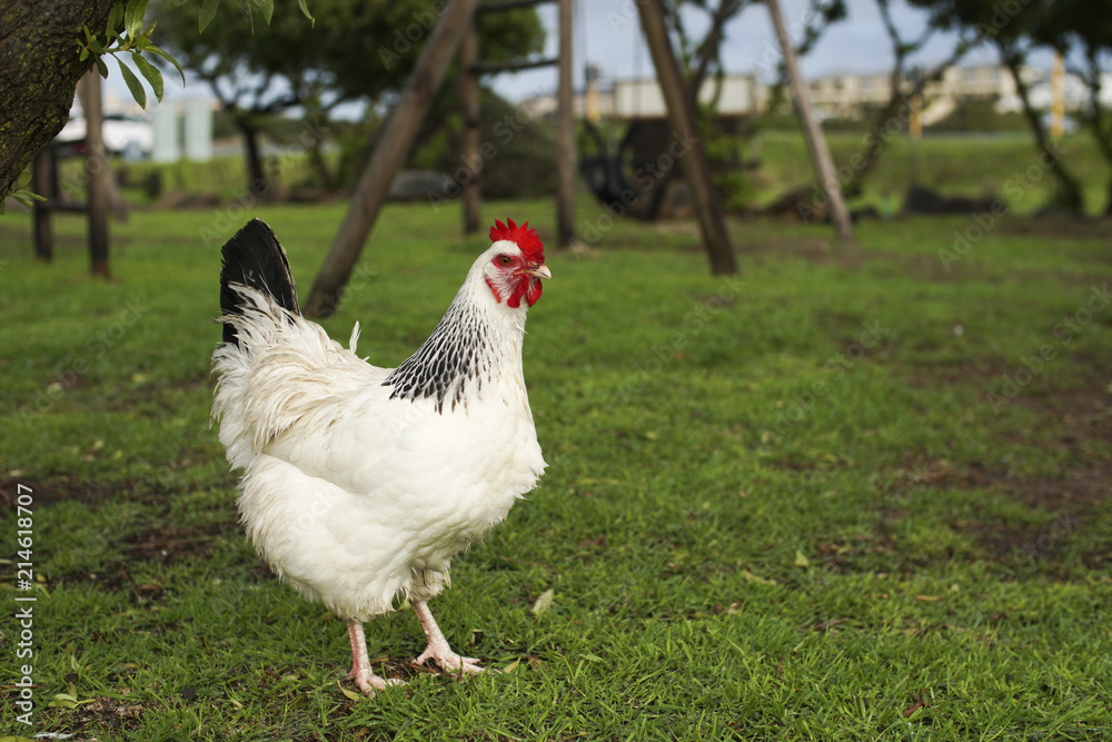Fototapeta premium White chicken with a red head standing on green grass