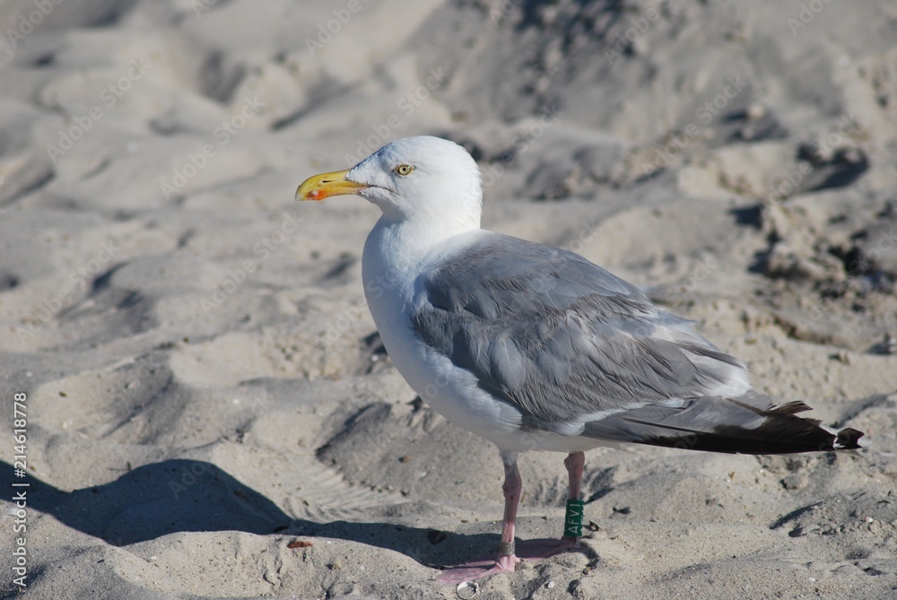 Obraz premium Graumöwe mit Ring