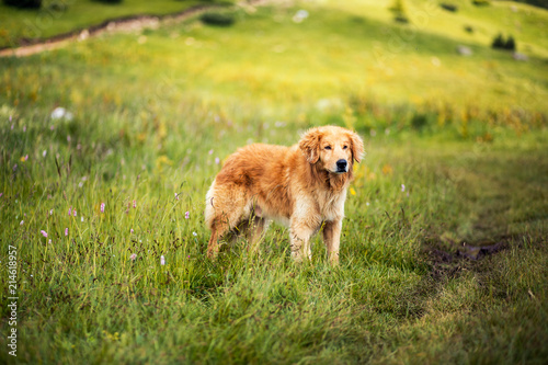 Portrait of yellow dog in a meadow