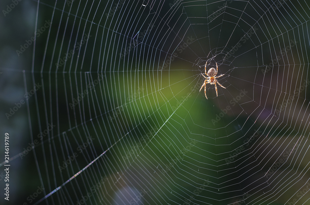 a spider on a cobweb in anticipation of food 2 a spider on a cobweb in anticipation of food 2