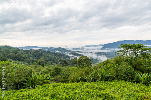 Rainforest in Sabah, Malaysia