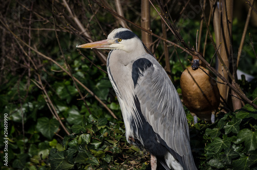 Grey Heron