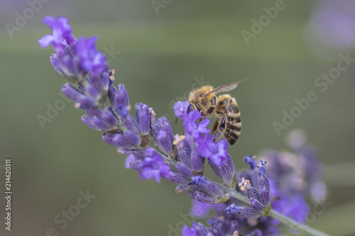 Biene bei der Nektarsuche an Lavendel