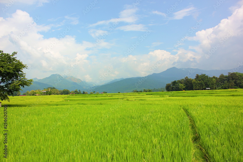 rice field with bule sky background