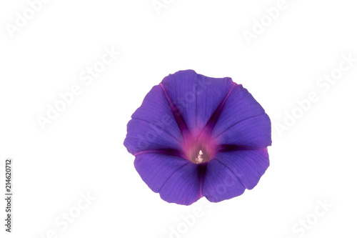 Beautiful violet morning glory flower isolated on white background