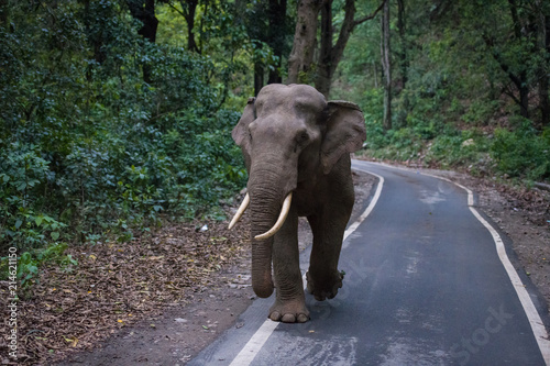 Elefant Indien  © Lutz