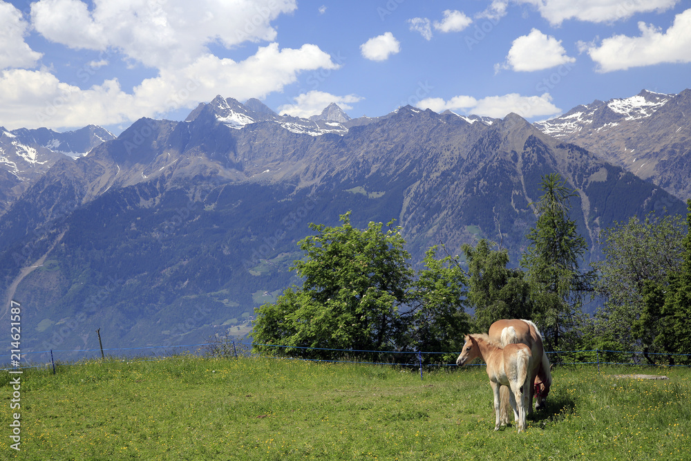Berg-Landschaft mit Haflinger, Dolomiten, Südtirol, Italien, Europa