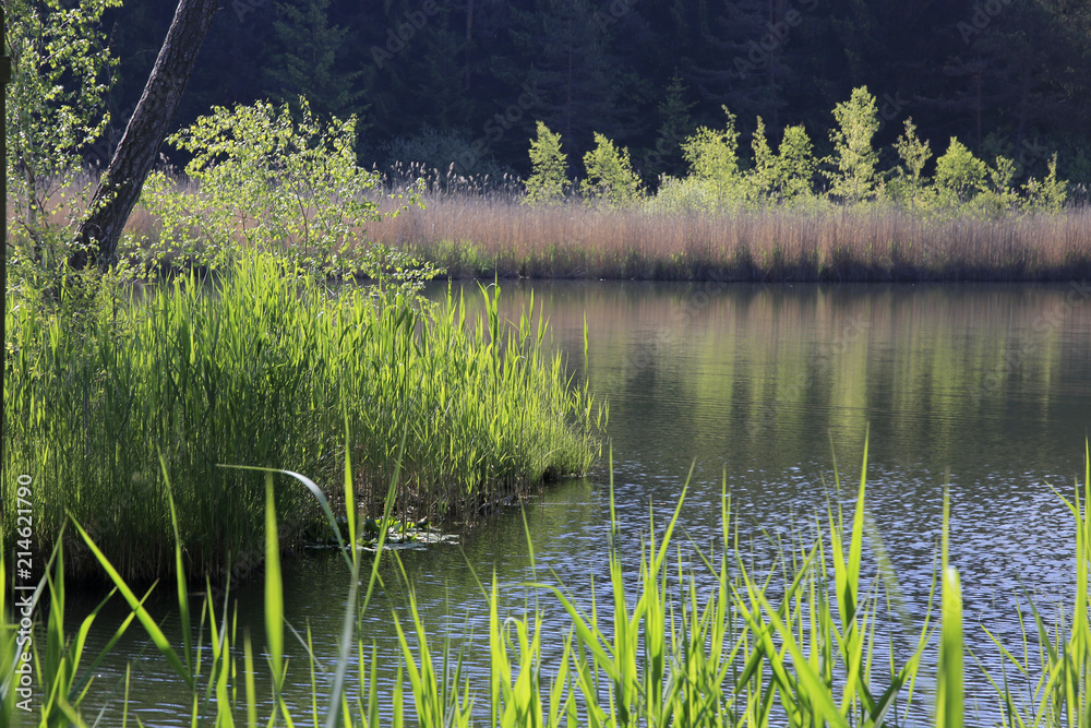 Obraz premium Natursee mit Schilf, Südtirol, Italien