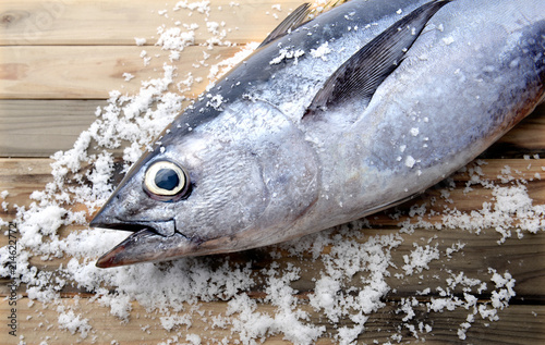 Fresh young bluefin tuna. photo