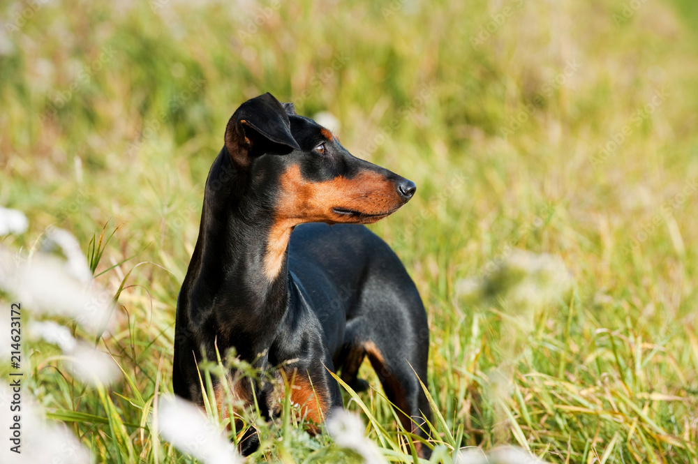 Deutscher Pinscher steht in hohem Gras Deutscher Pinscher steht in hohem Gras