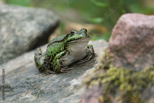 Fat european frog sitting on a rock ready to jump