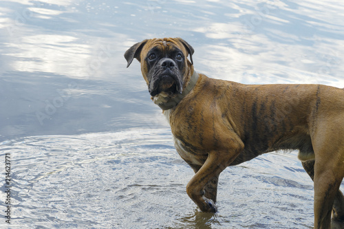 Boxer dog standing in the water