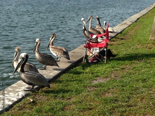 Pelicans Waiting on the Sea Wall