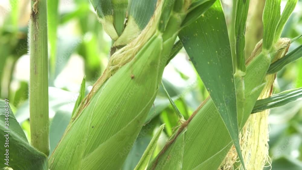 Corn Plants In A Plantation - Close - Tilt Up Corn Plants In A Plantation - Close - Tilt Up