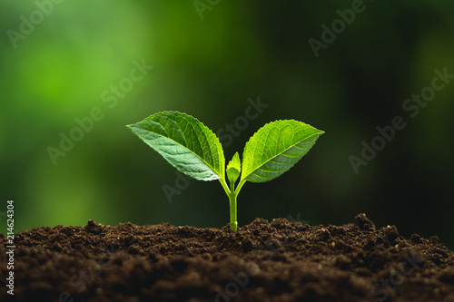 Plant a tree Natural tree Green backgroun seedlings in nature
