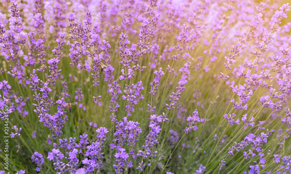 Purple lavender flowers in the morning.