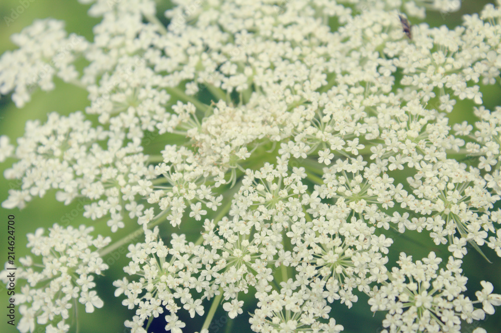 Macro View of Hundreds of Tiny White Blooming Queen Anne's Lace Wild Carrot Flowers Macro View of Hundreds of Tiny White Blooming Queen Anne's Lace Wild Carrot Flowers
