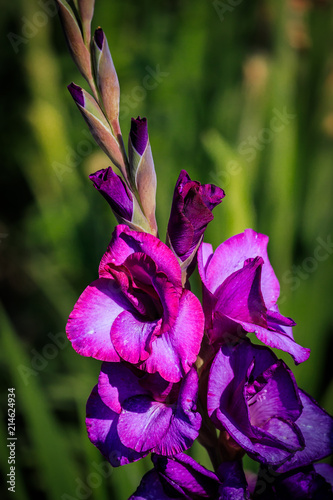 Fototapeta Naklejka Na Ścianę i Meble -  Lila  Gladiole auf freiem Feld, Gladiolus Amicitia, Detailaufnahme